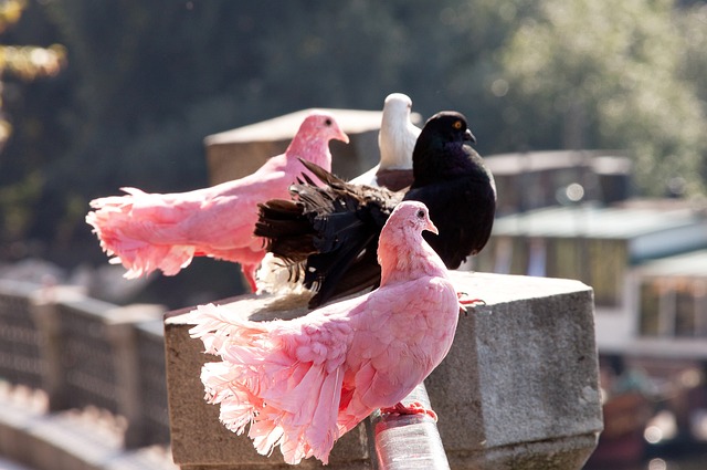 鹈鹕的攻防 鹈鹕的攻防