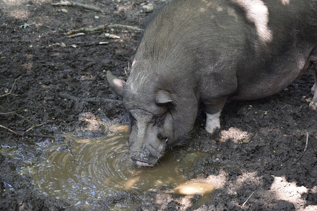 清华大学 清华大学