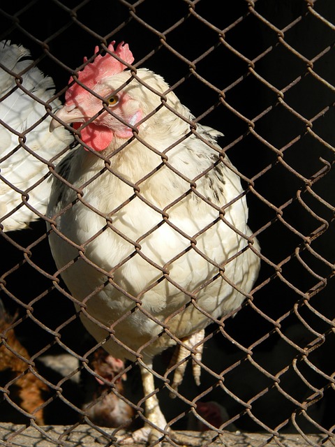 调整和核心 调整和核心